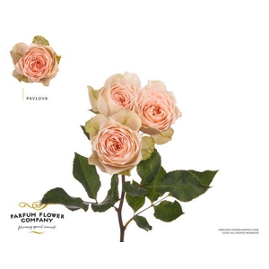 Rosa spray garden pavlova