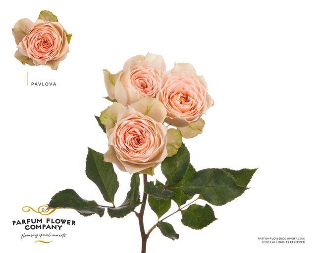 <h4>Rosa spray garden pavlova</h4>