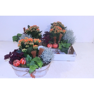 ARR TUINPLANTEN