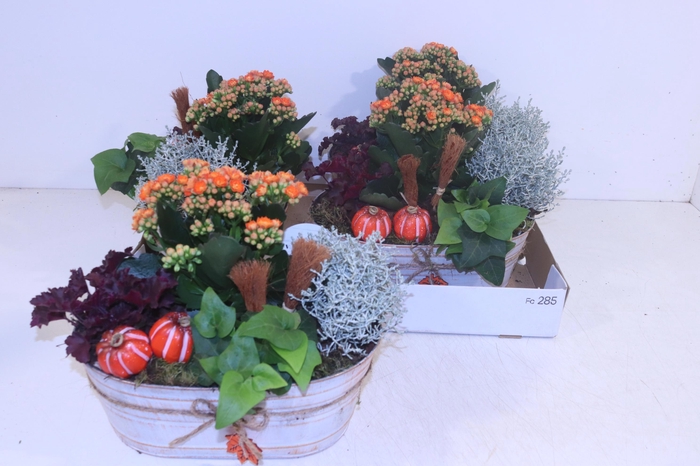 <h4>ARR TUINPLANTEN</h4>