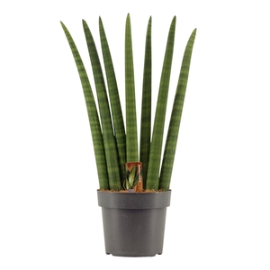Sansevieria Cylindrica 17 cm Fan