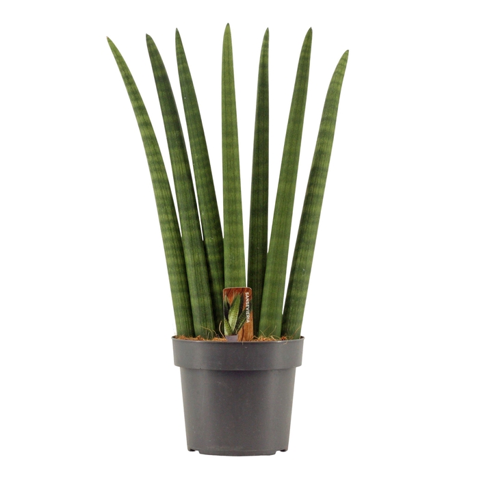 <h4>Sansevieria Cylindrica 17 cm Fan</h4>