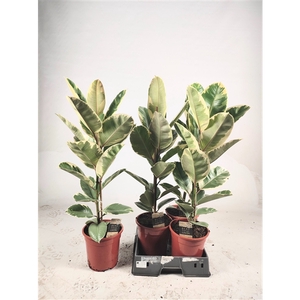 Ficus elastica Tineke 85cm