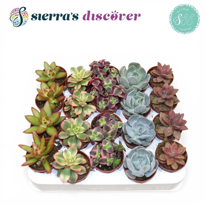 <h4>Discover® - Valencia Succulent MIx (Prime)</h4>