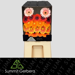 Germini Mix Autumn Diamond