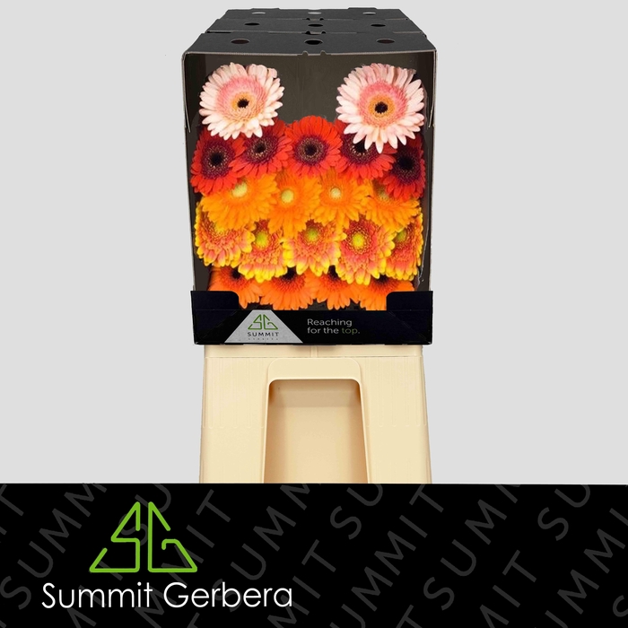 <h4>Germini Mix Autumn Diamond</h4>