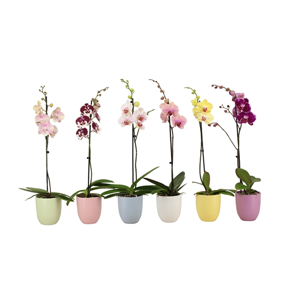 <h4>Hugo Pastel Mix Phal Mix 1T9+</h4>