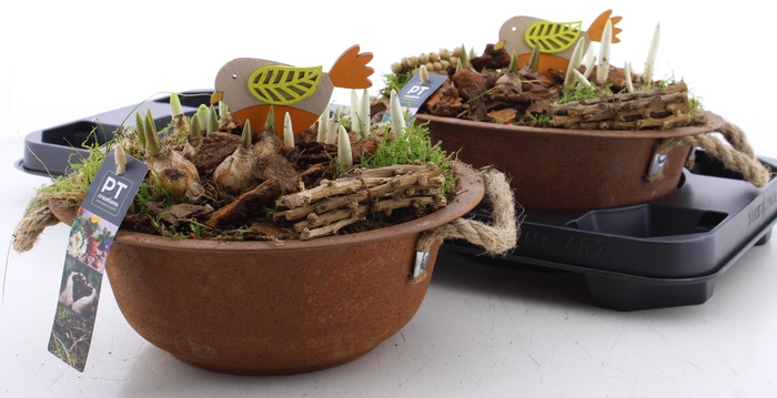 <h4>BOLBLOEMEN OV</h4>