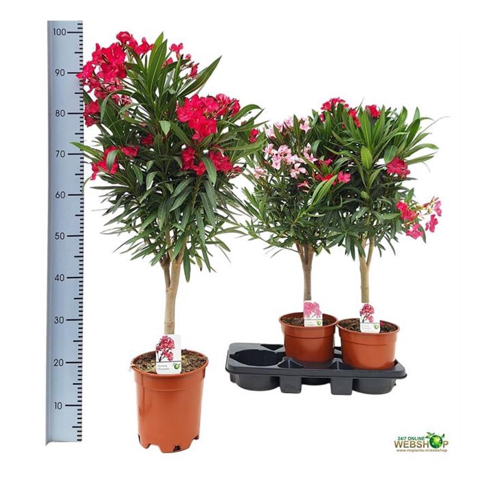 <h4>Nerium oleander (Oleander) 17Ø 75cm</h4>