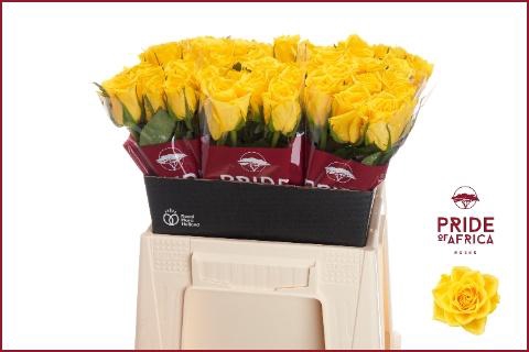 <h4>R GR NJANO!</h4>