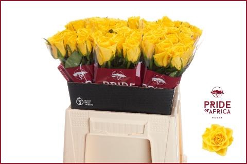 <h4>R GR NJANO!</h4>