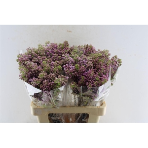 Syr Ruhm Von Horstenstein