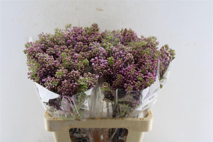 <h4>Syr Ruhm Von Horstenstein</h4>