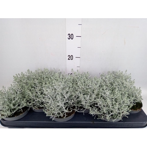 Leucophyta brownii