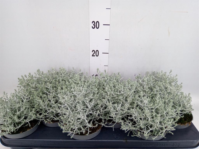 <h4>Leucophyta brownii</h4>