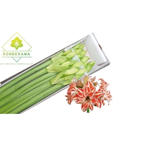 HIPPEASTRUM DG 'DANCING QUEEN'