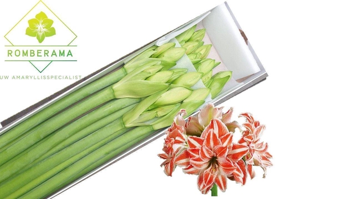 <h4>HIPPEASTRUM DG 'DANCING QUEEN'</h4>