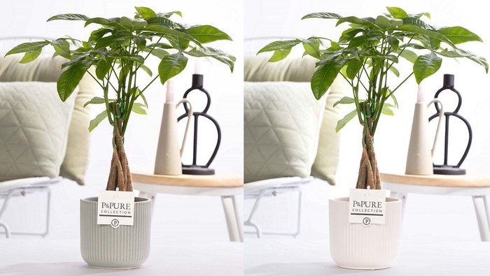 <h4>Pachira Aquatica in P&PURE ceramics Sophie assorti 2</h4>