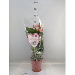 Anthurium  'Summer Love Imp'