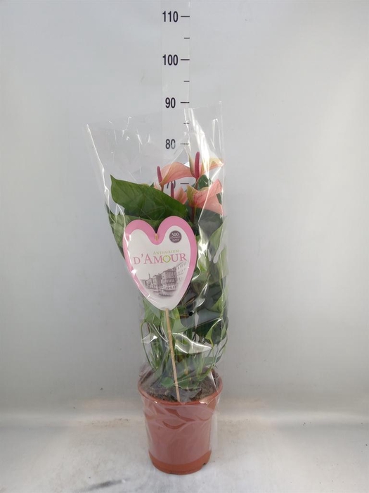 <h4>Anthurium  'Summer Love Imp'</h4>