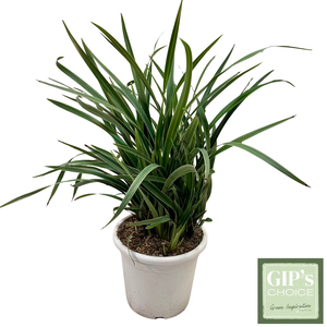 Dianella 'Tasmanica Silver Fox' Clt10