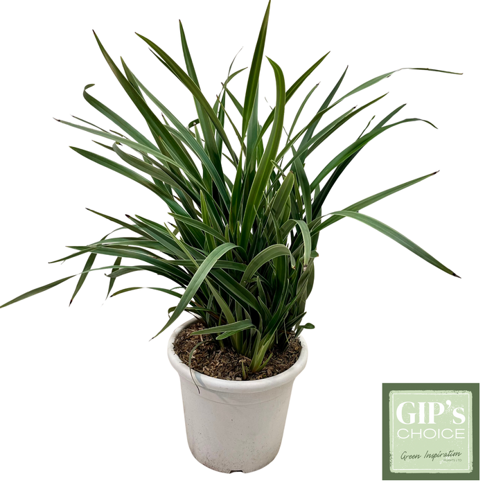 <h4>Dianella 'Tasmanica Silver Fox' Clt10</h4>