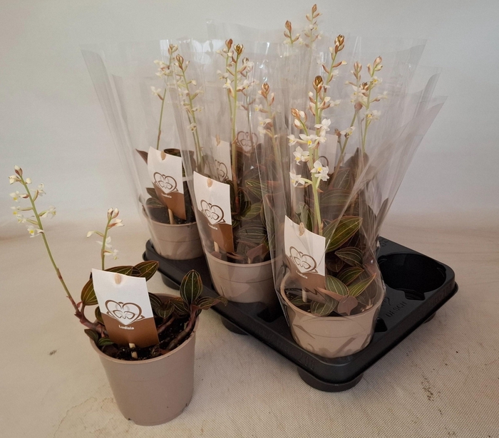 <h4>LUD DISCOLOR</h4>