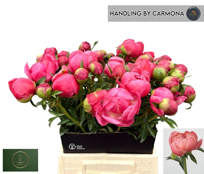 <h4>PAEO  CORAL CHARM</h4>