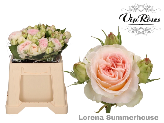 <h4>R TR LORENA SUMMERH</h4>