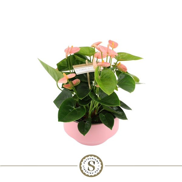 <h4>Table Anthurium Spirit in Lucca Keramiek</h4>
