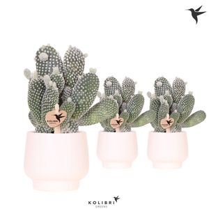 Kolibri Greens Opuntia white in Scandic pot white