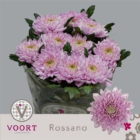 CHR G ROSSANO