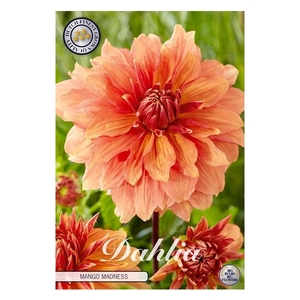 Dahlia Mango Madness x1 l