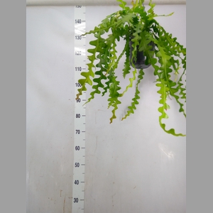 Epiphyllum anguliger