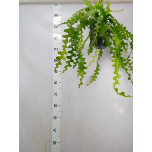 Epiphyllum anguliger