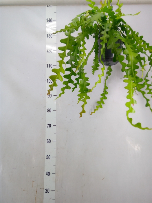 <h4>Epiphyllum anguliger</h4>