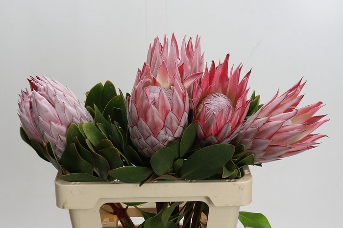 Protea Cynaroides