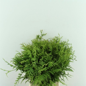 Conif.Thuja