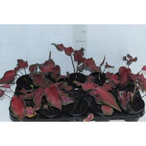 CALADIUM RED FRILL P11