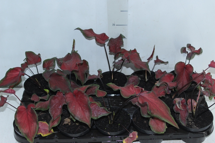 <h4>CALADIUM RED FRILL P11</h4>