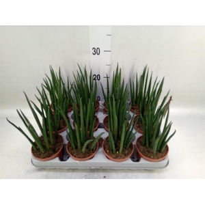 Sansevieria bacularis