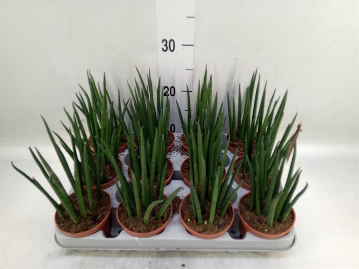 <h4>Sansevieria bacularis</h4>