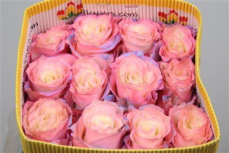 <h4>Rosa GR DYED Aurora Boreal</h4>
