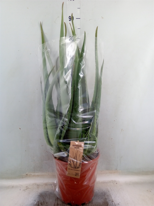<h4>Aloe vera</h4>