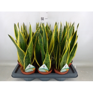 Sansevieria trifa. 'Laurentii'