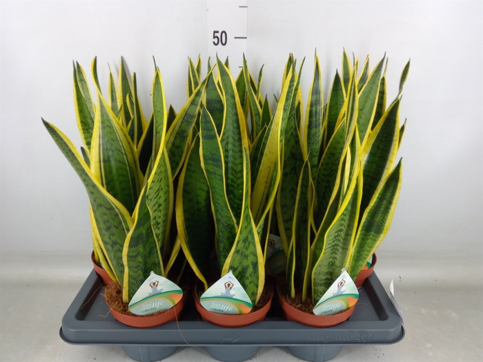 <h4>Sansevieria trifa. 'Laurentii'</h4>