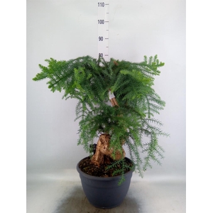 Araucaria   ...