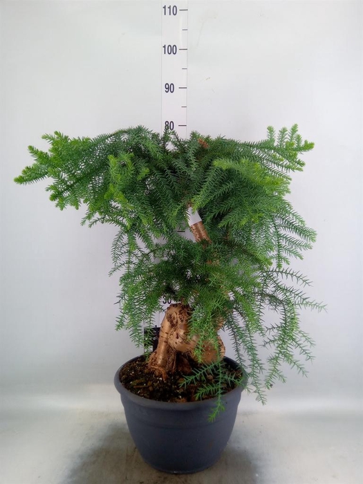 <h4>Araucaria   ...</h4>