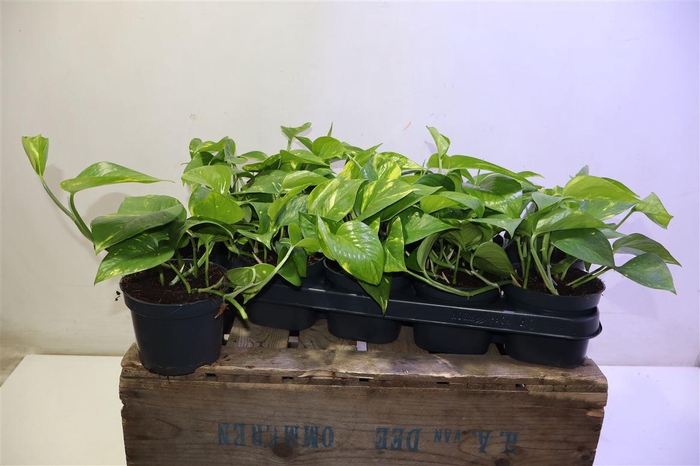 <h4>Epipr Aureum</h4>