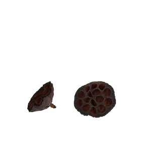 Dried fruit Lotus d06/8cm x50